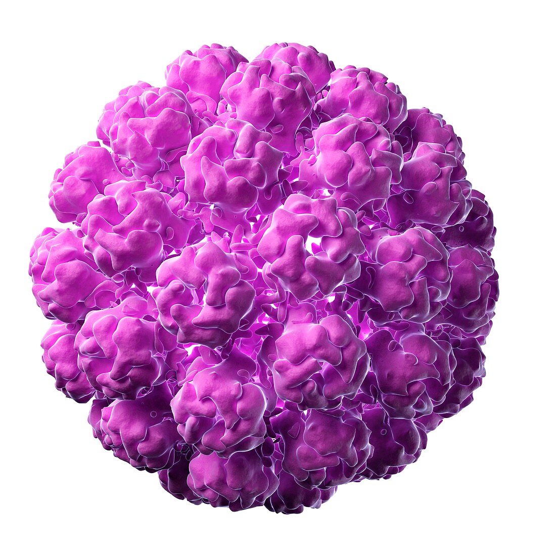 Murine polyomavirus,artwork