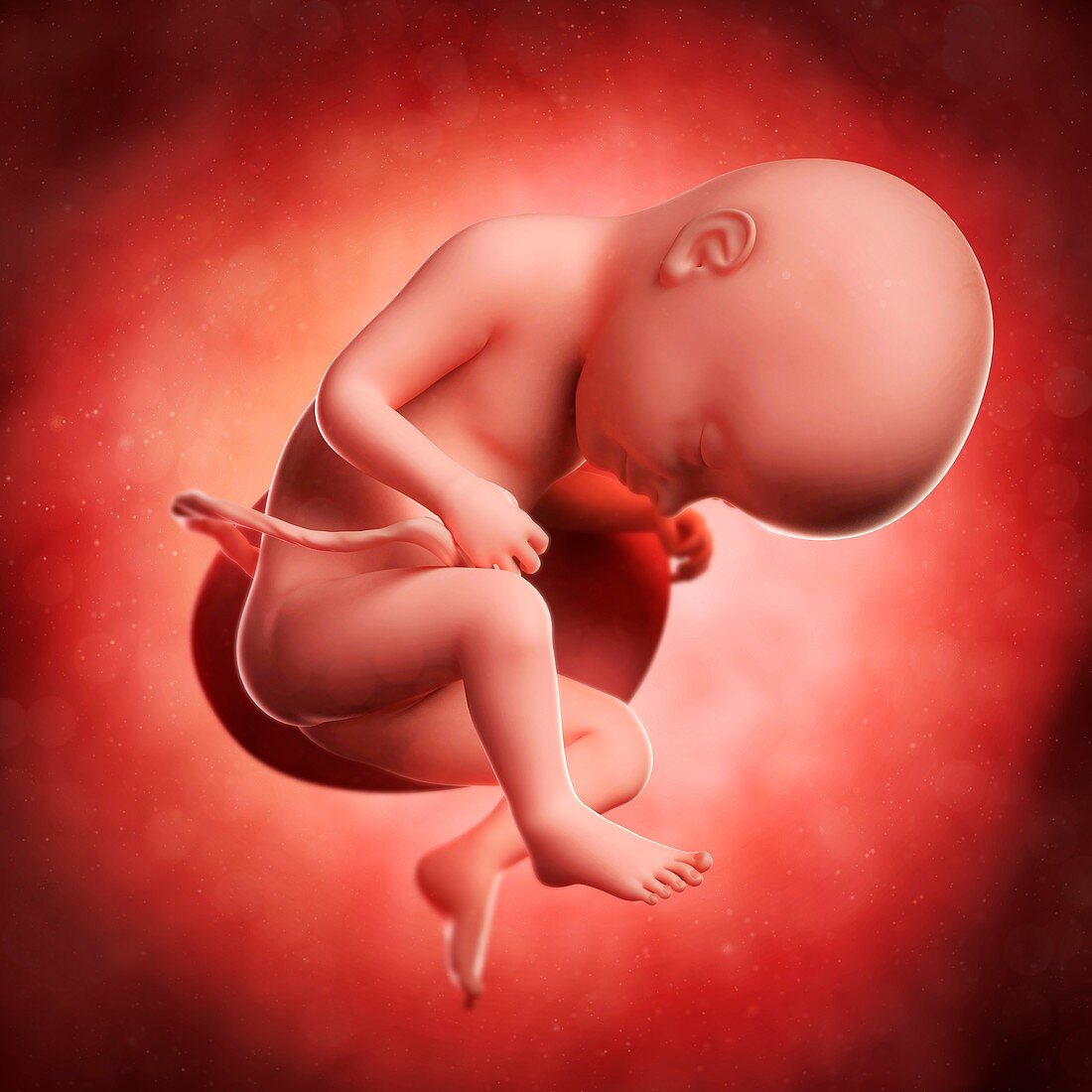 Foetus at 33 weeks,artwork