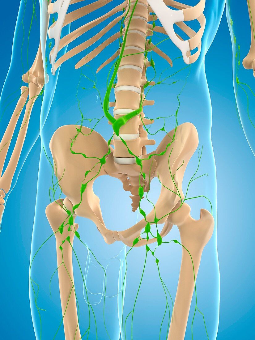 Lymphatic system,artwork