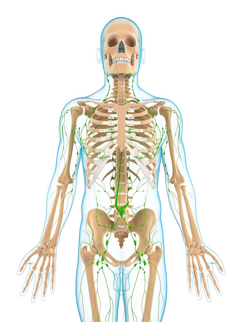 Lymphatic system,artwork