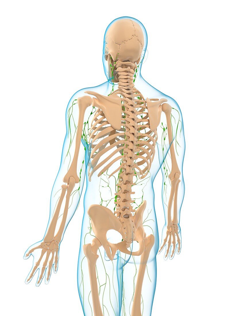 Lymphatic system,artwork