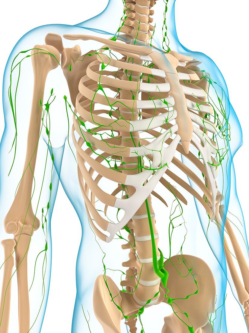 Lymphatic system,artwork