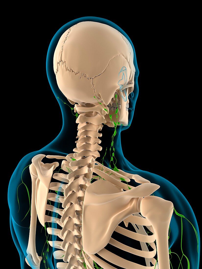 Lymphatic system,artwork