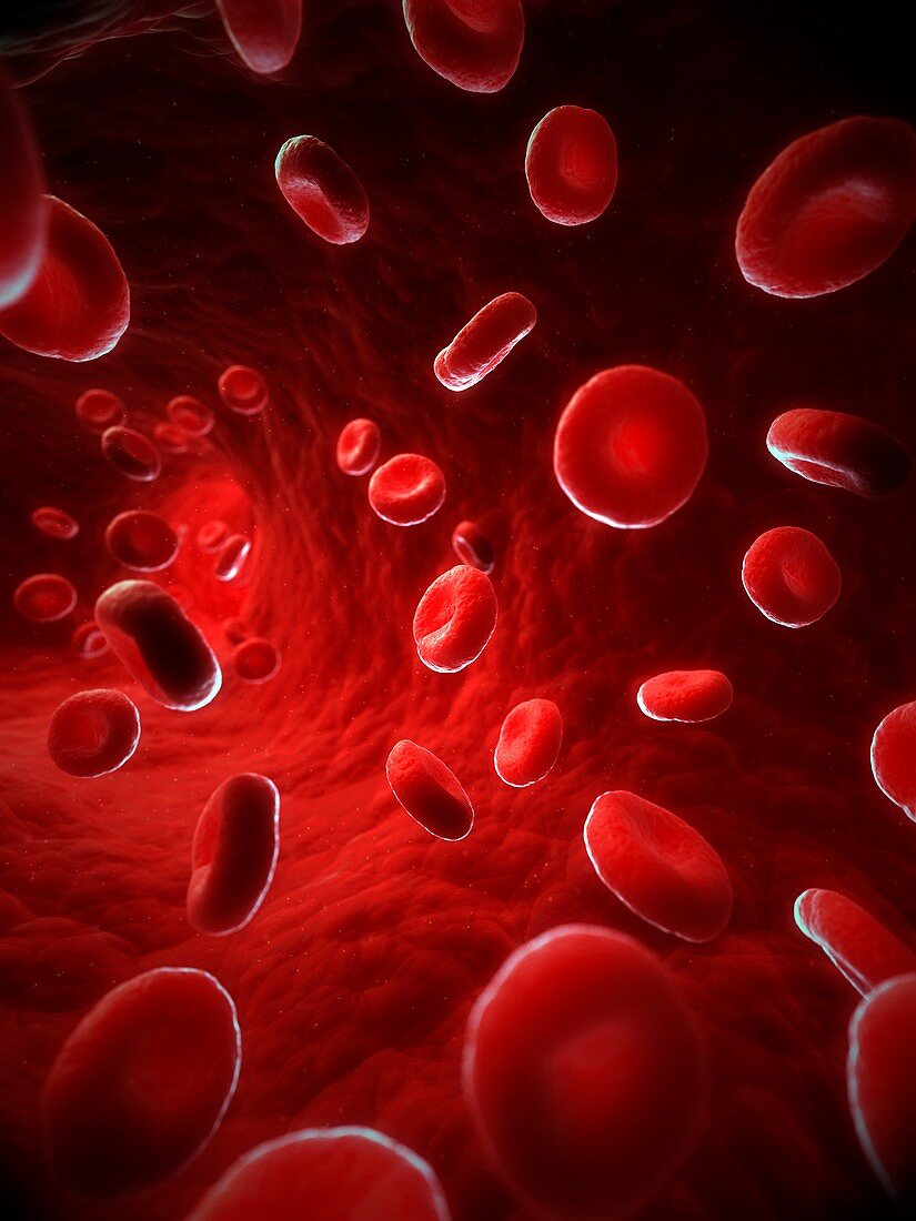 Red blood cells,artwork