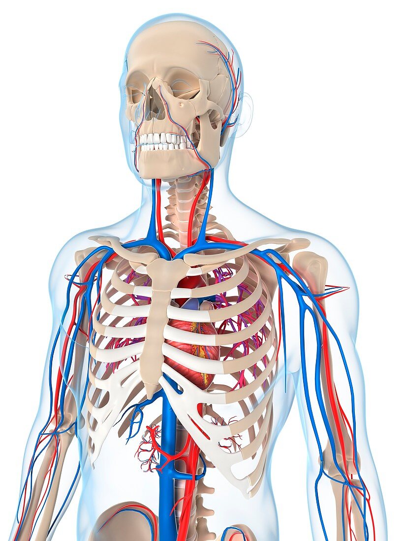 Vascular system,artwork