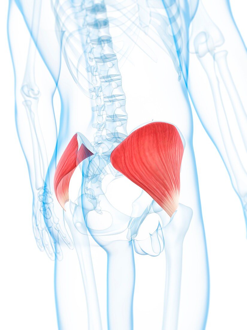 Buttock muscles,artwork