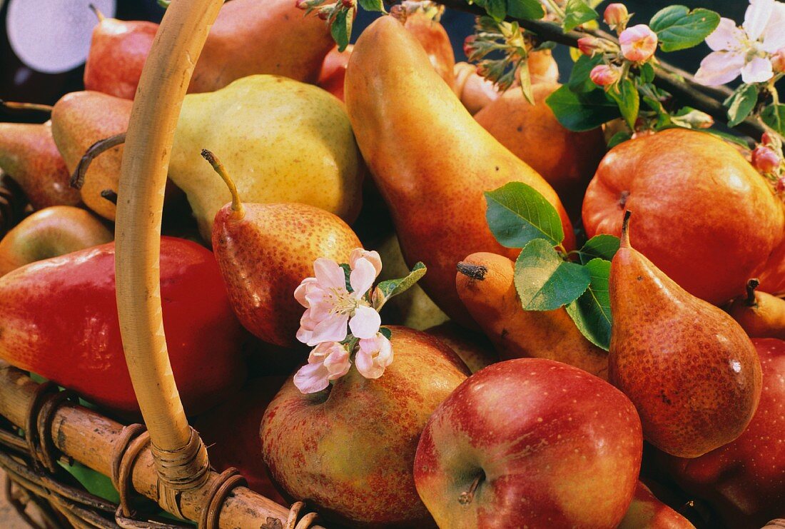 Pears, apples and blossom in a basket