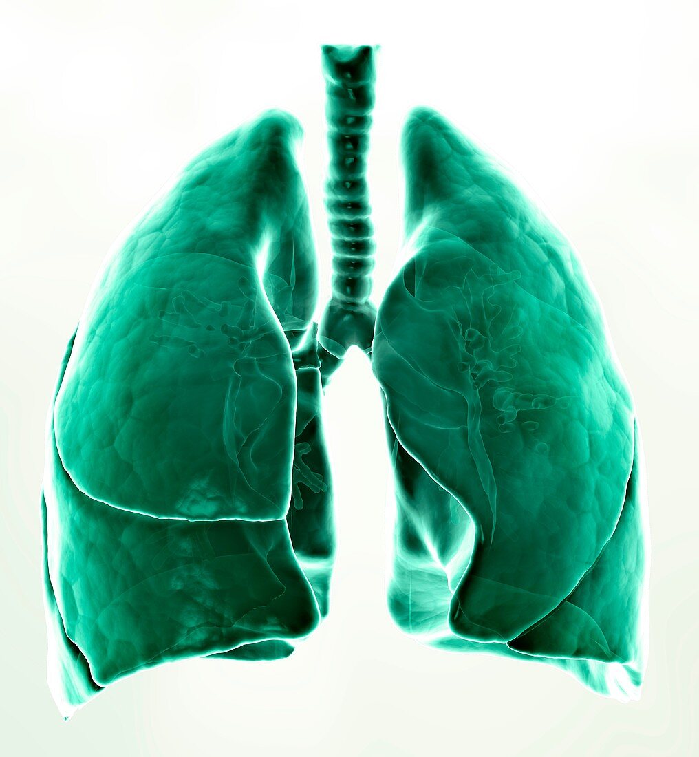 Healthy lungs,artwork