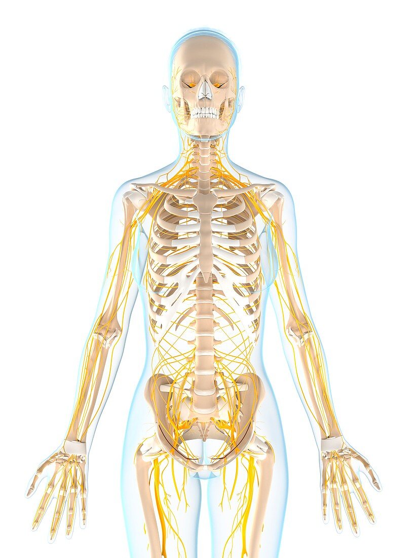 Female nervous system,artwork