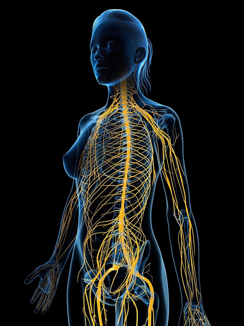 Female nervous system,artwork