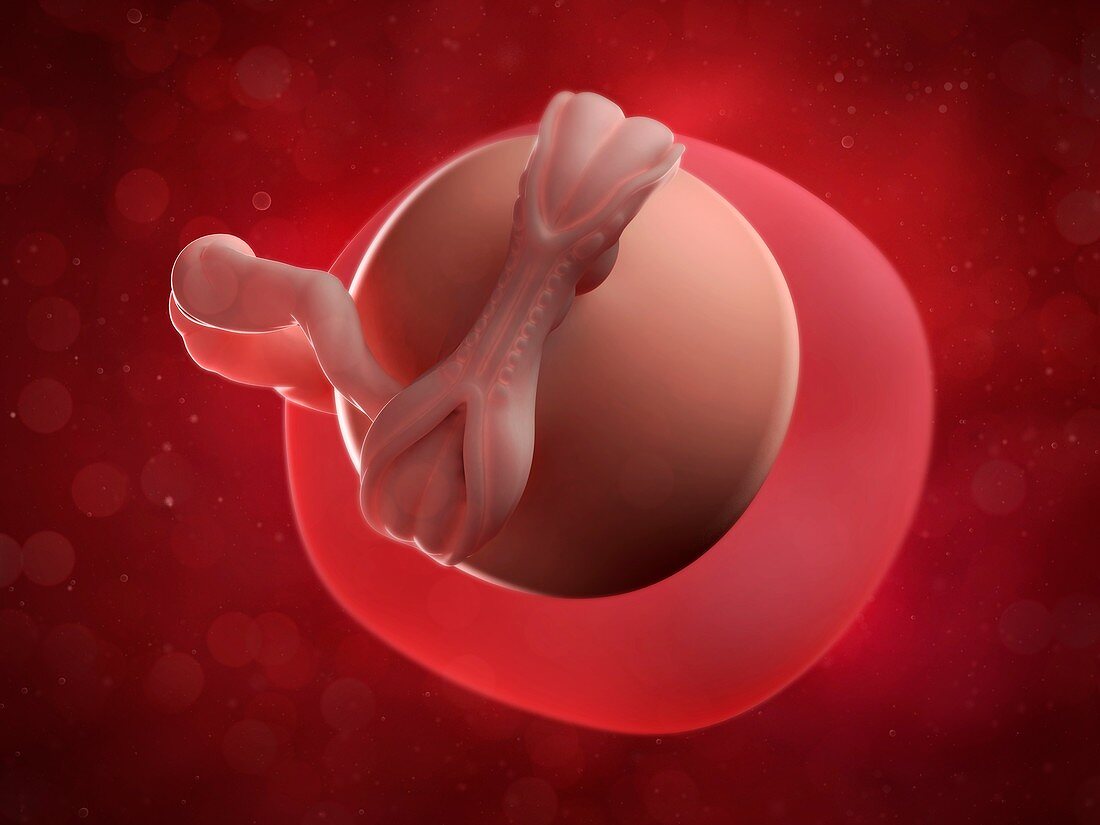 Embryo at 5weeks,artwork