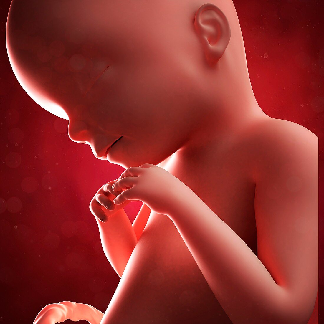 Foetus at 20 weeks,artwork