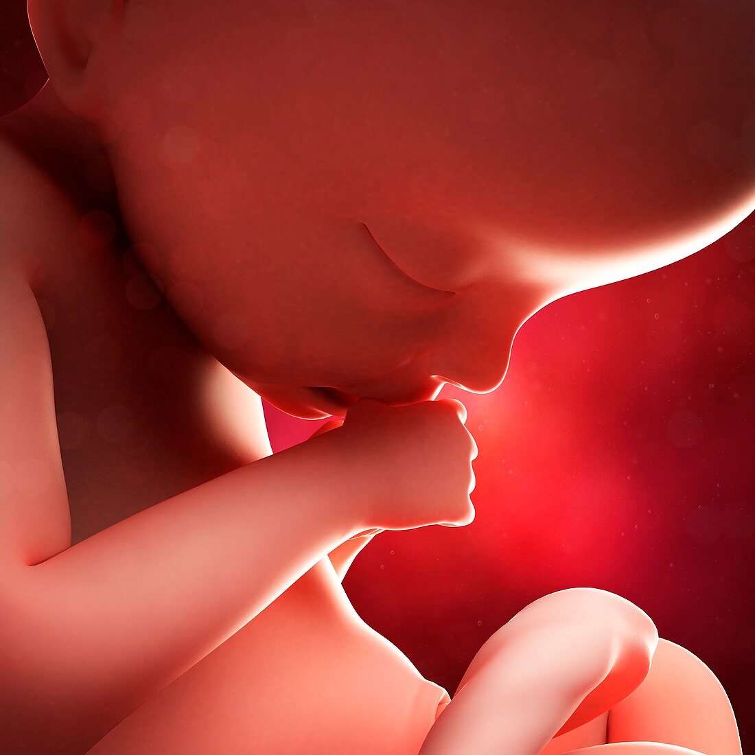 Foetus at 21 weeks,artwork