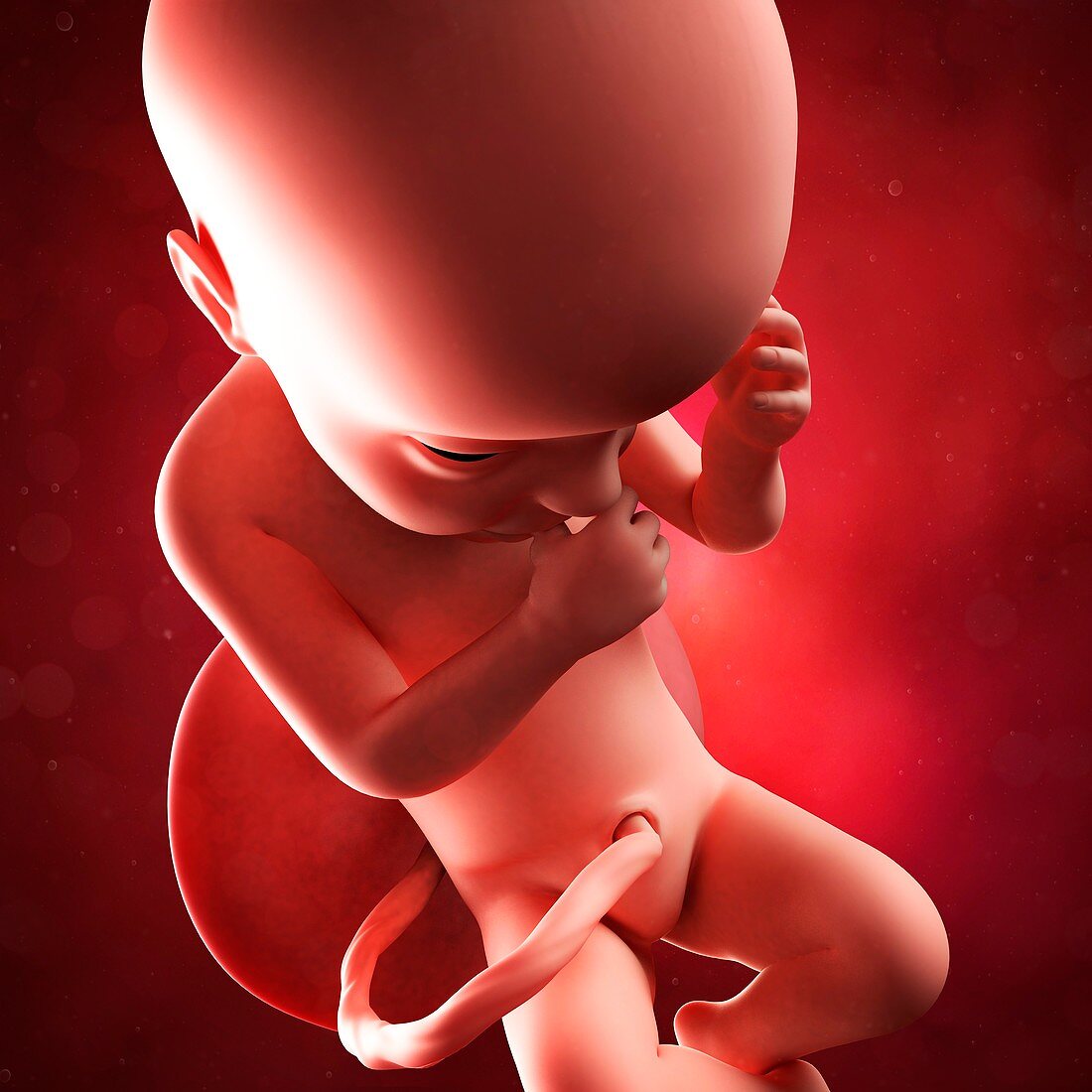 Foetus at 30 weeks,artwork
