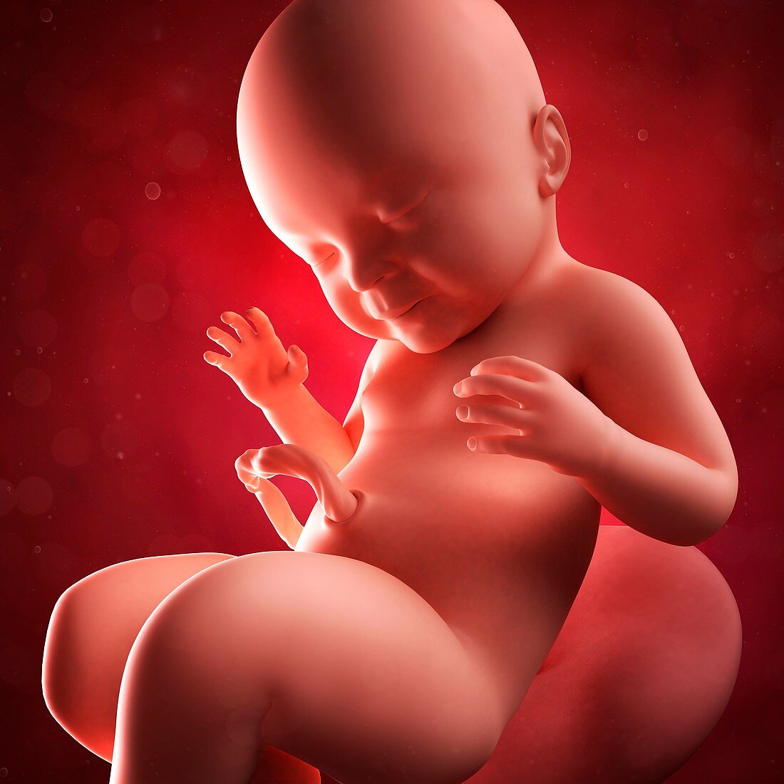 Foetus at 40 weeks,artwork