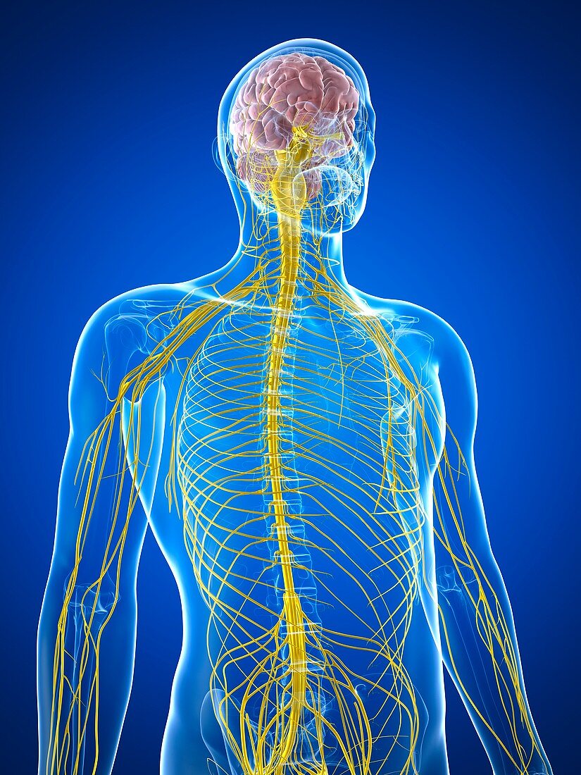 Male nervous system,artwork