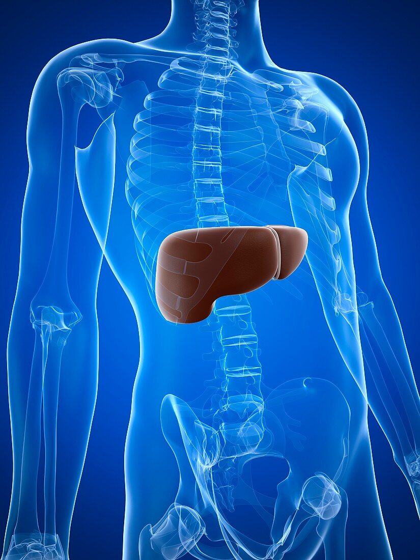 Healthy liver,artwork