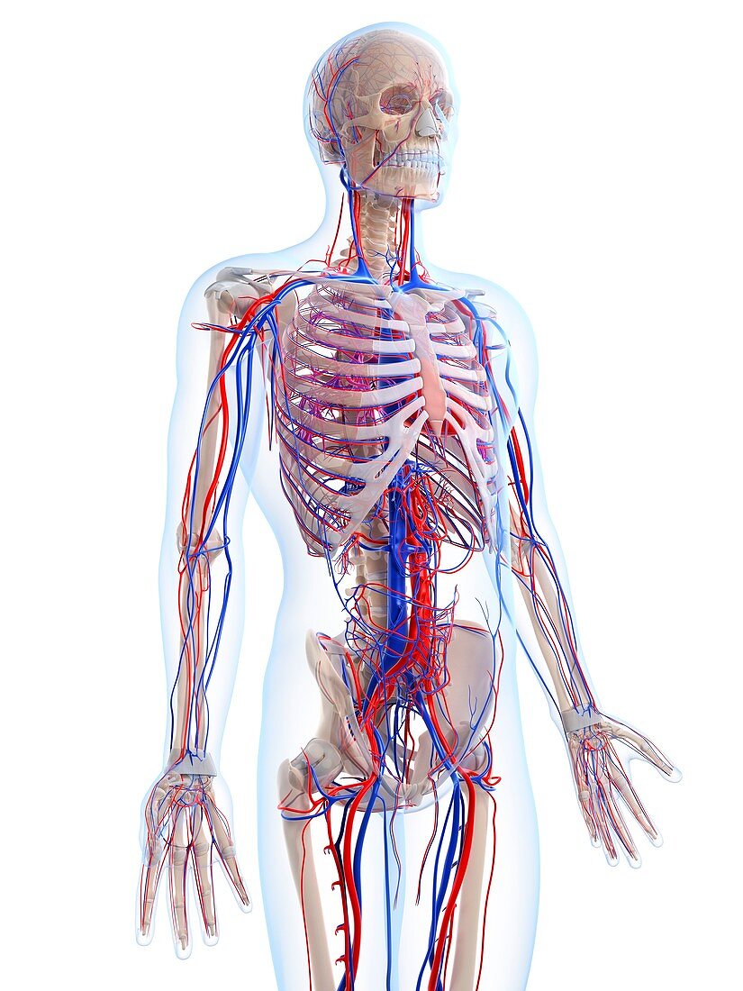 Male vascular system,artwork