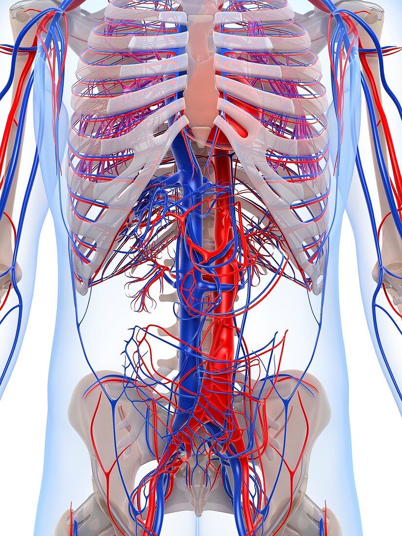 Male vascular system,artwork