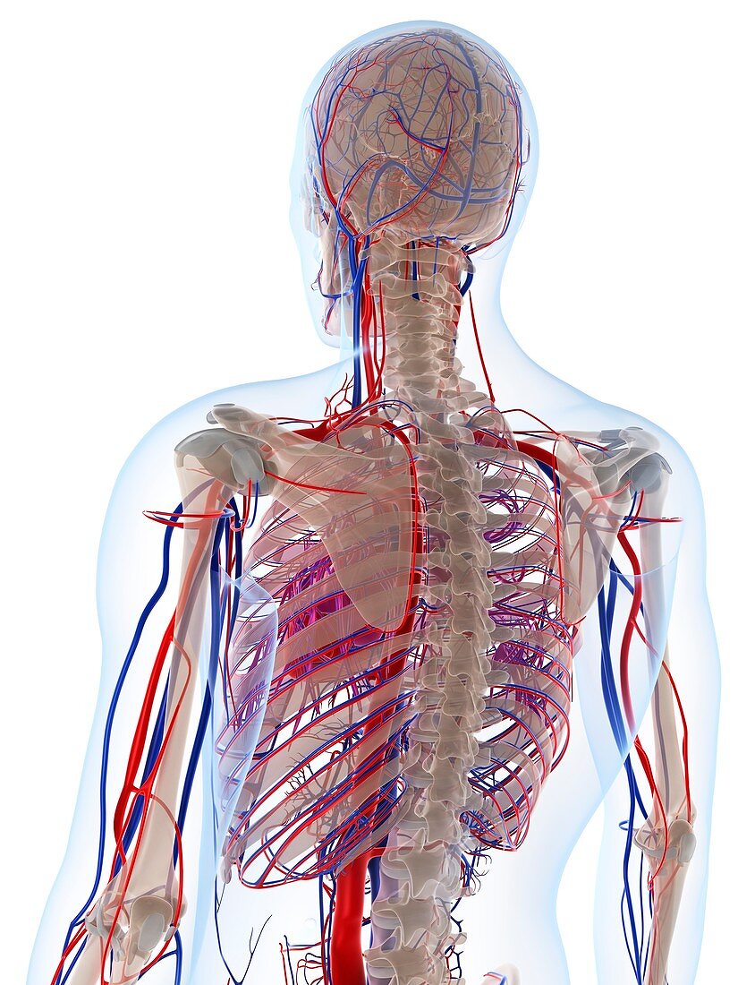 Male vascular system,artwork