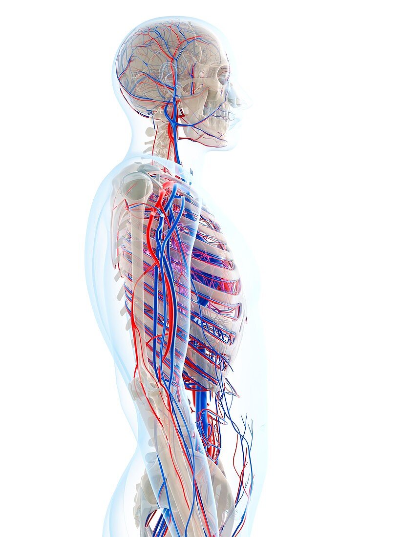 Male vascular system,artwork