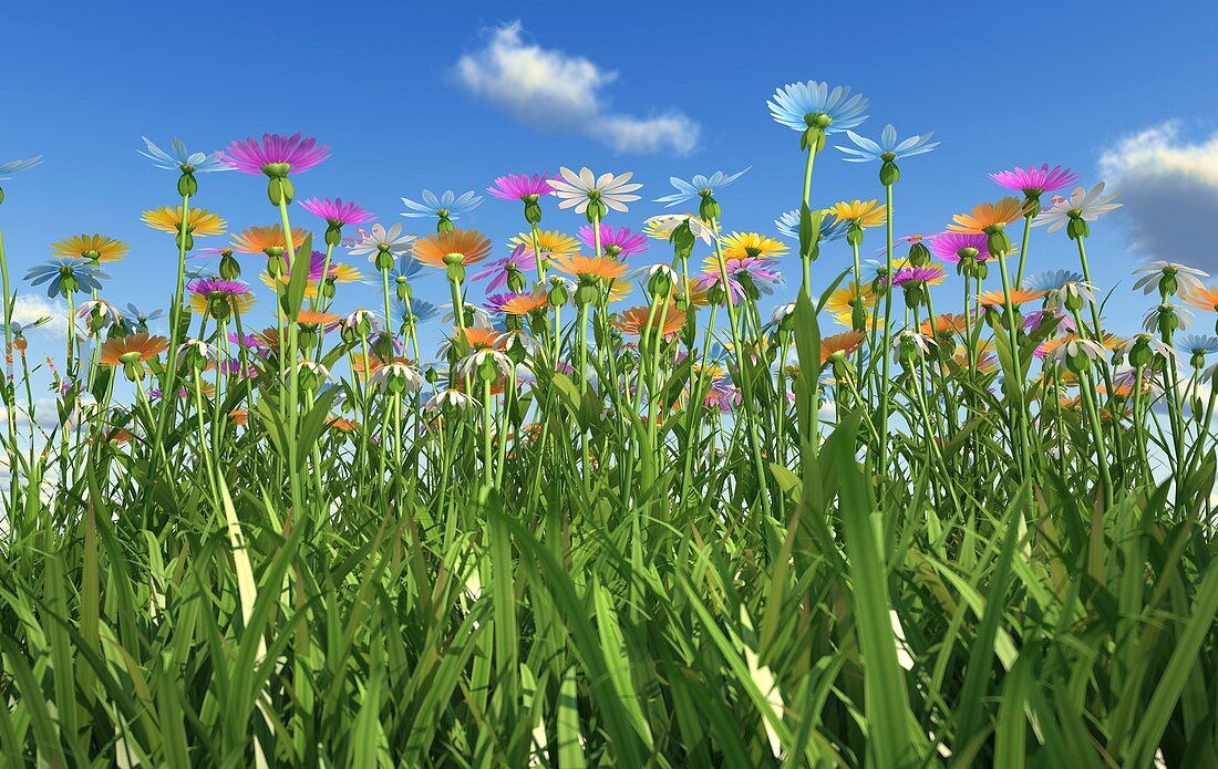 Wildflower meadow,artwork