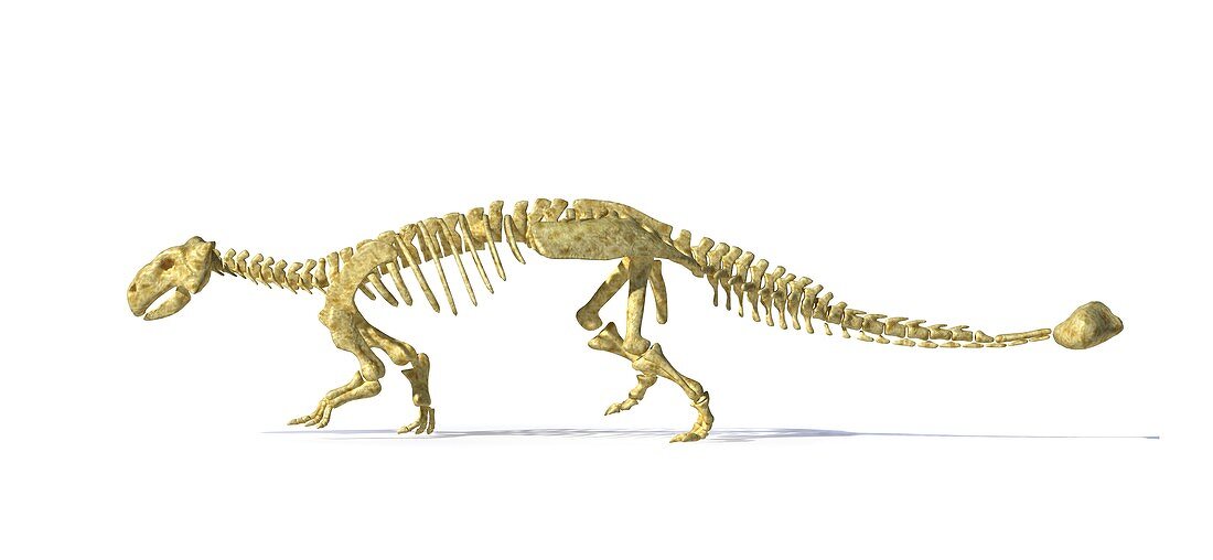 Ankylosaur dinosaur skeleton,artwork