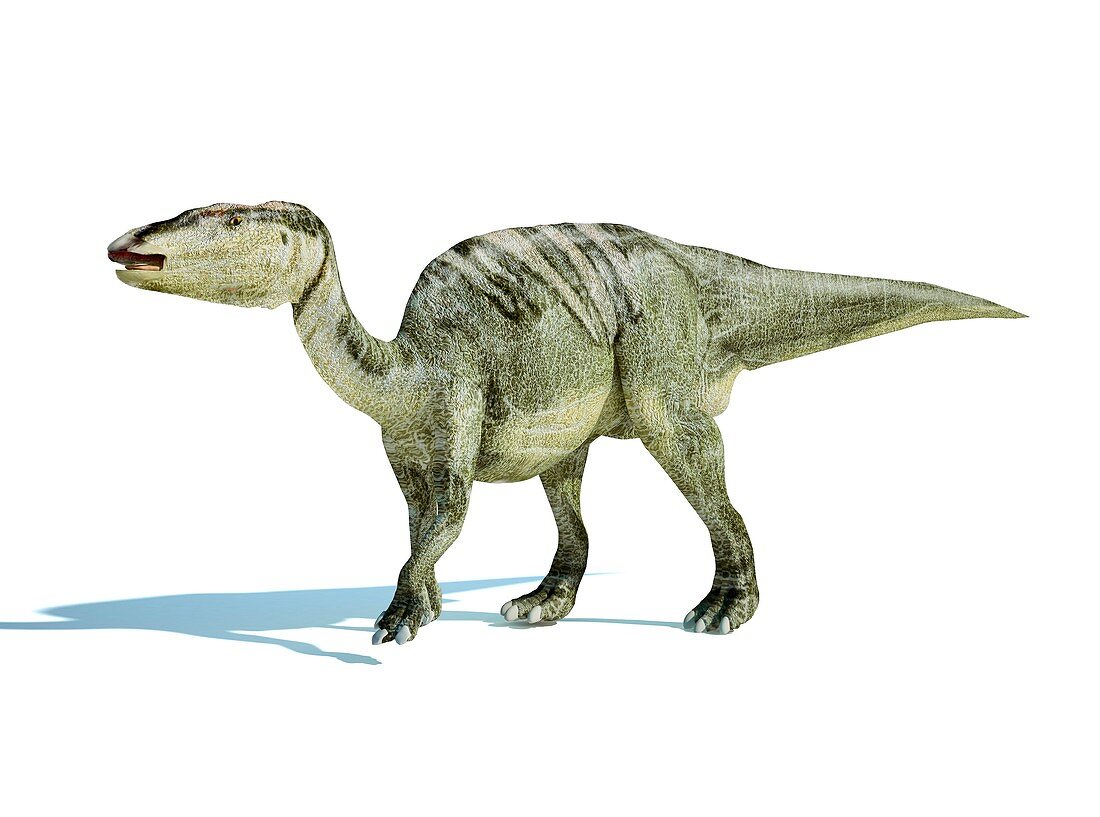 Edmontosaurus dinosaur,artwork