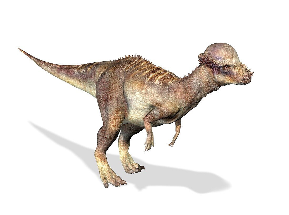 Pachycephalosaurus dinosaur,artwork