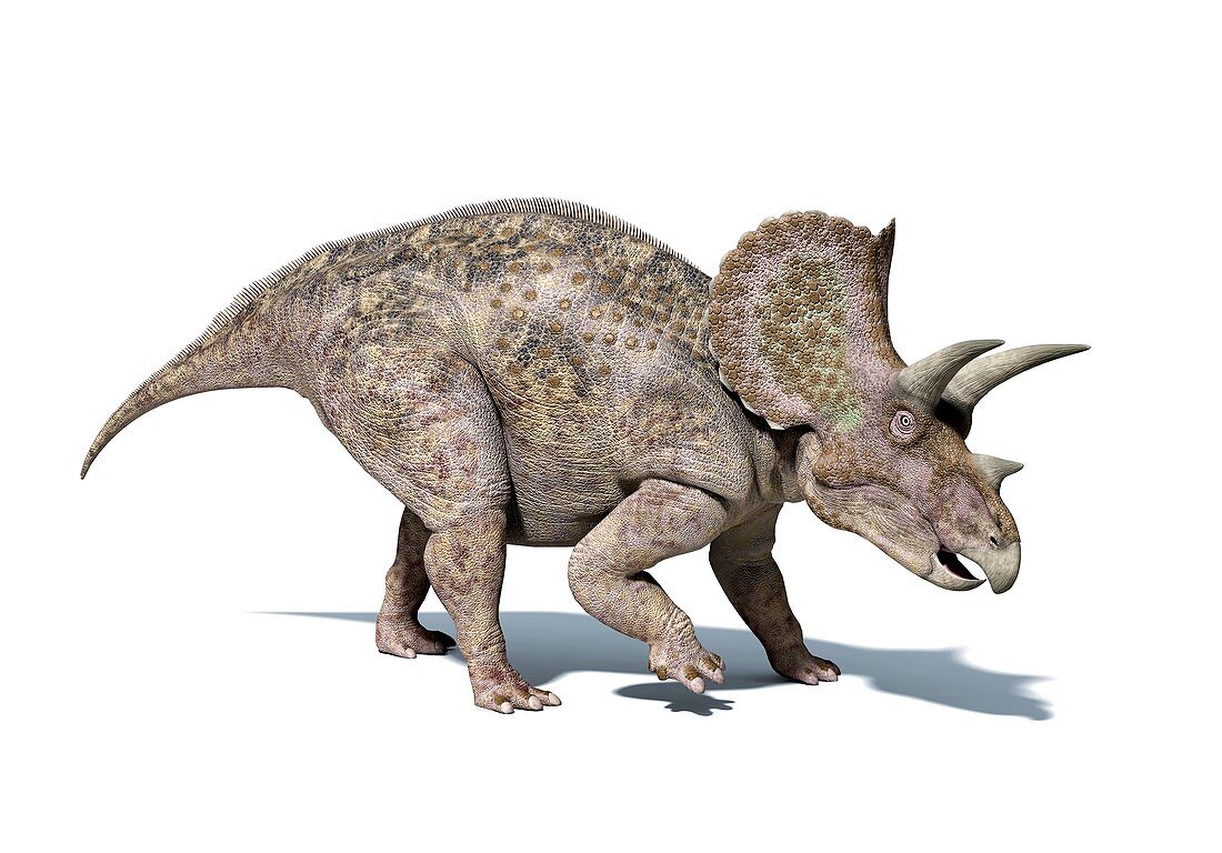 Triceratops dinosaur,artwork
