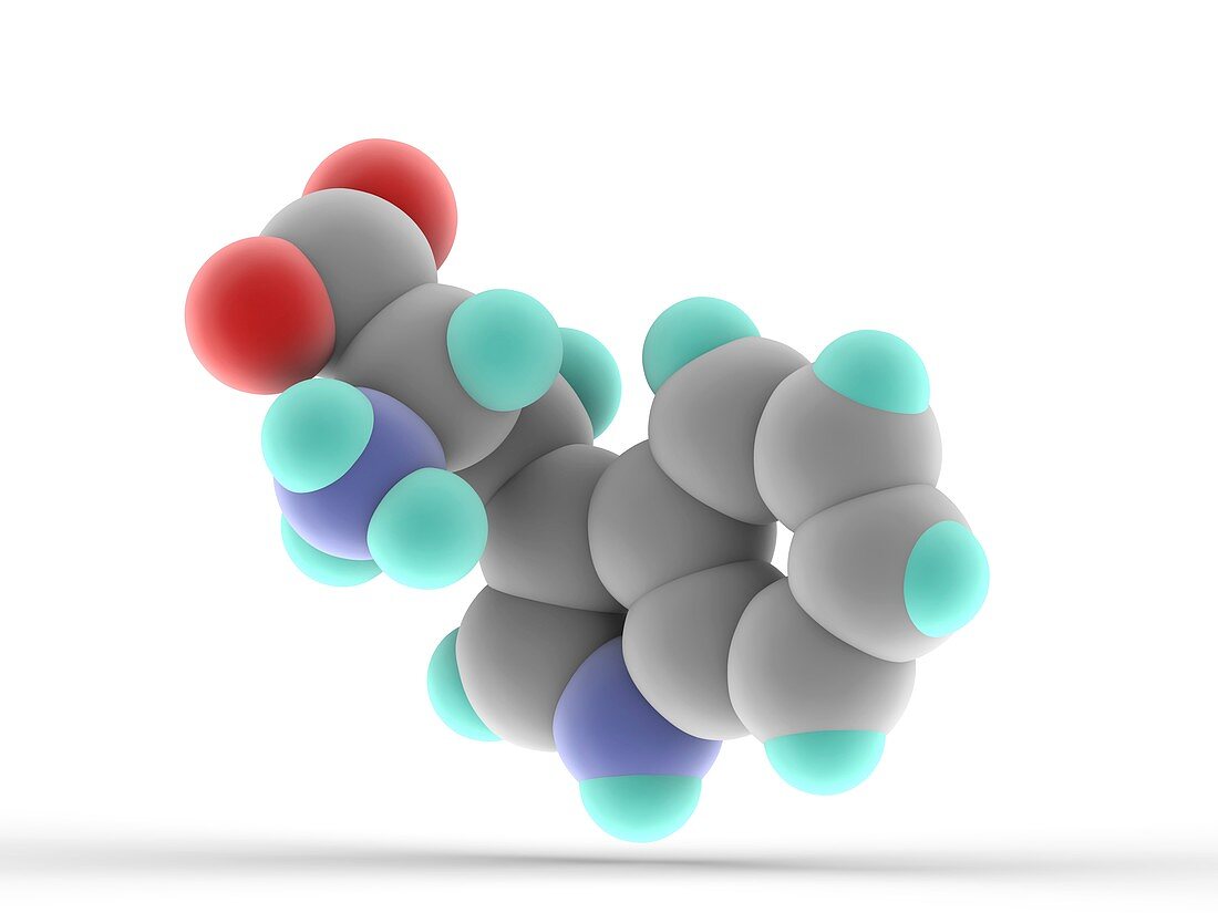 Tryptophan molecule