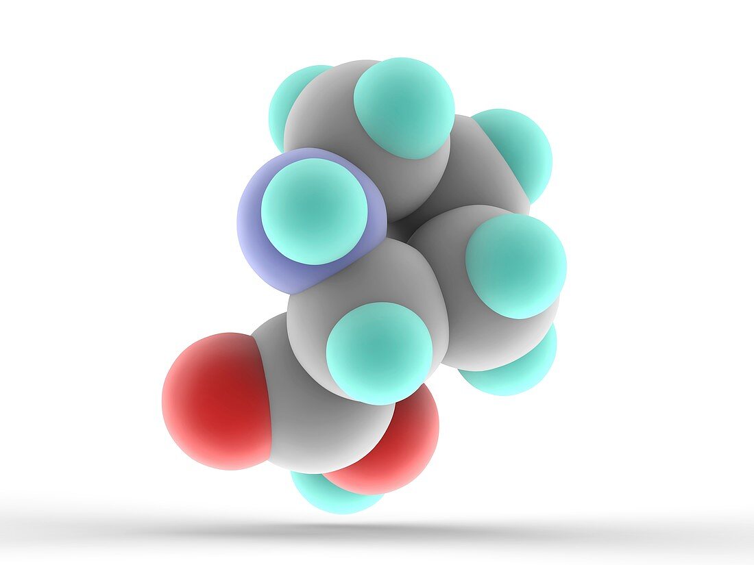 Proline molecule