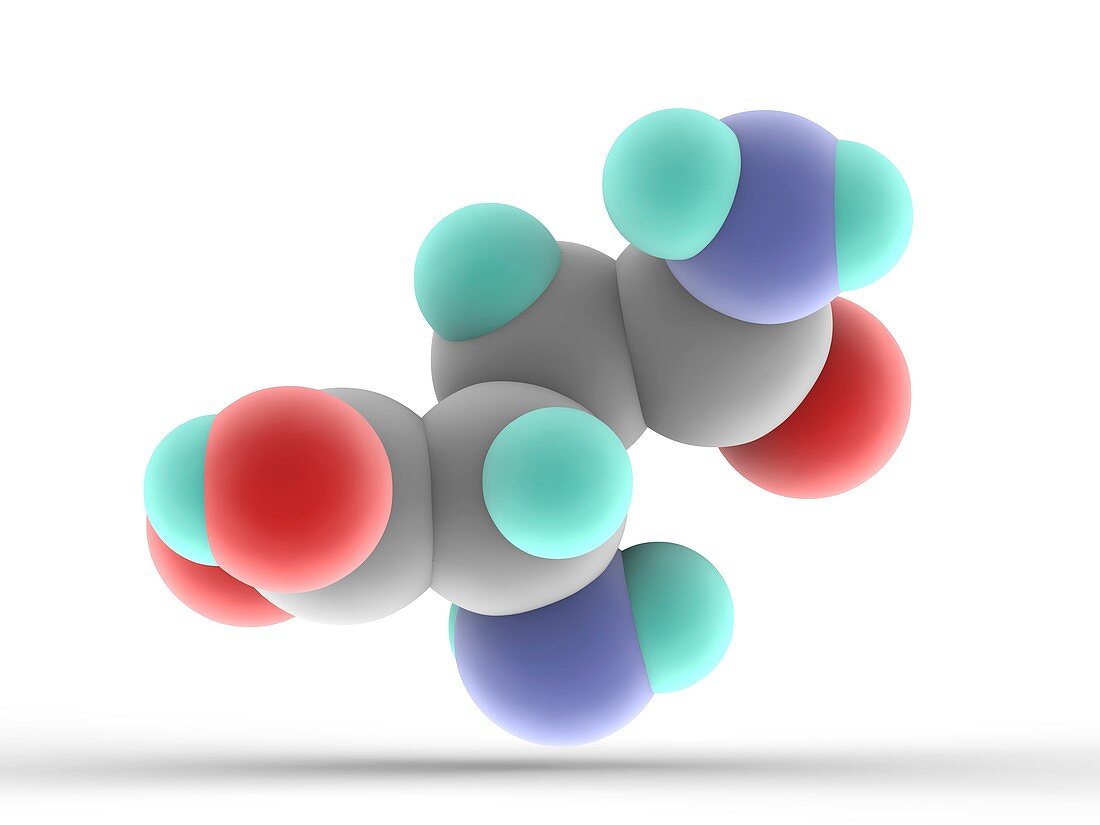 Asparagine molecule