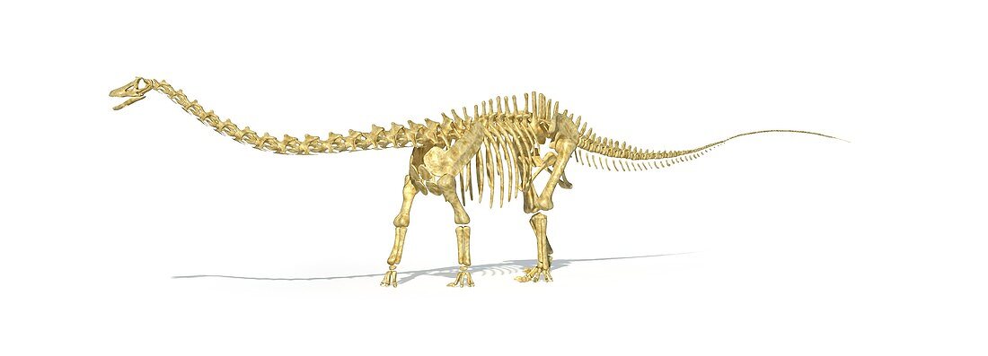 Diplodocus dinosaur skeleton,artwork