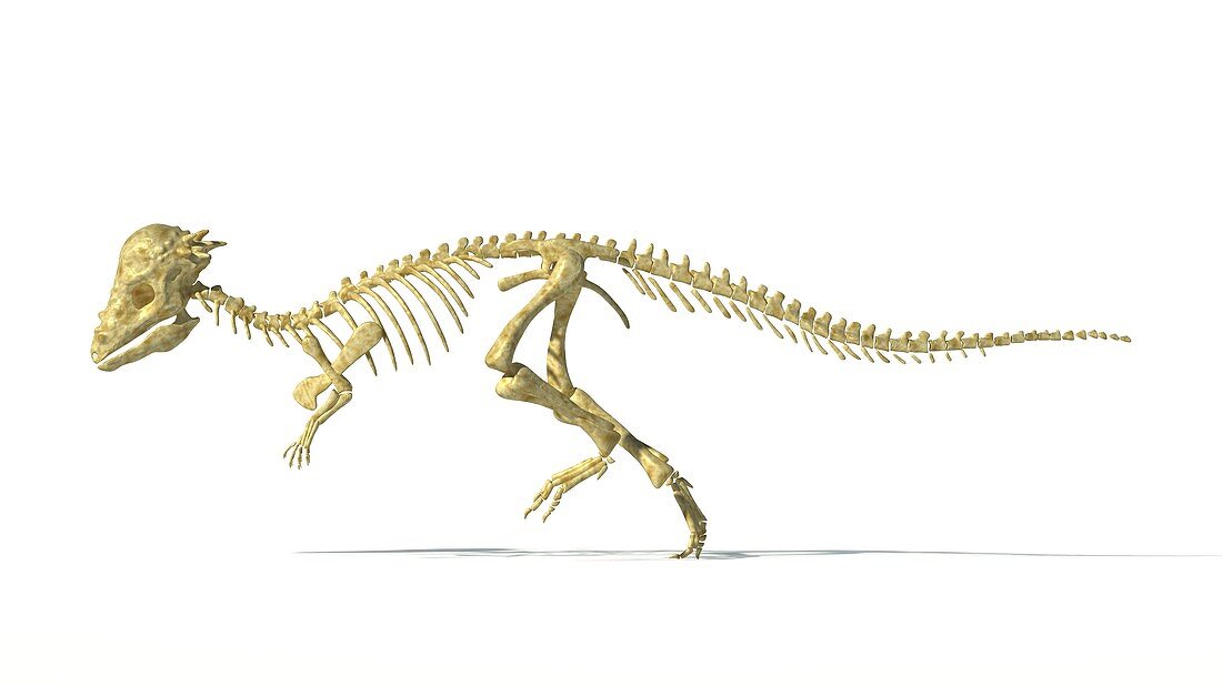 Pachycephalosaurus skeleton,artwork