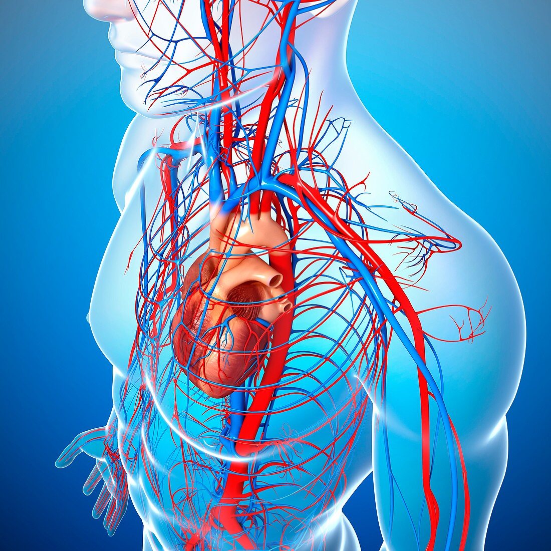 Cardiovascular system,artwork