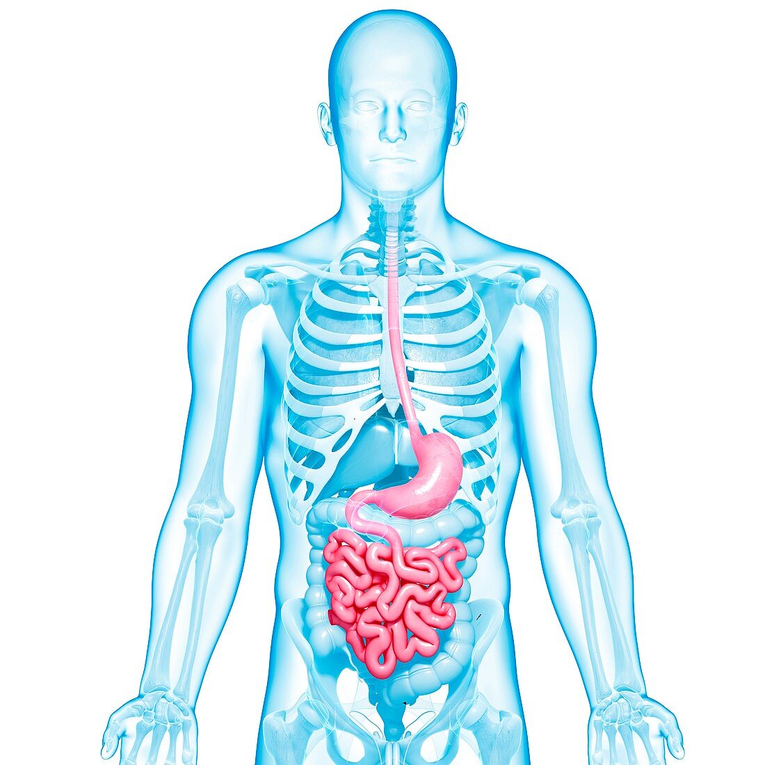 Healthy digestive system,artwork