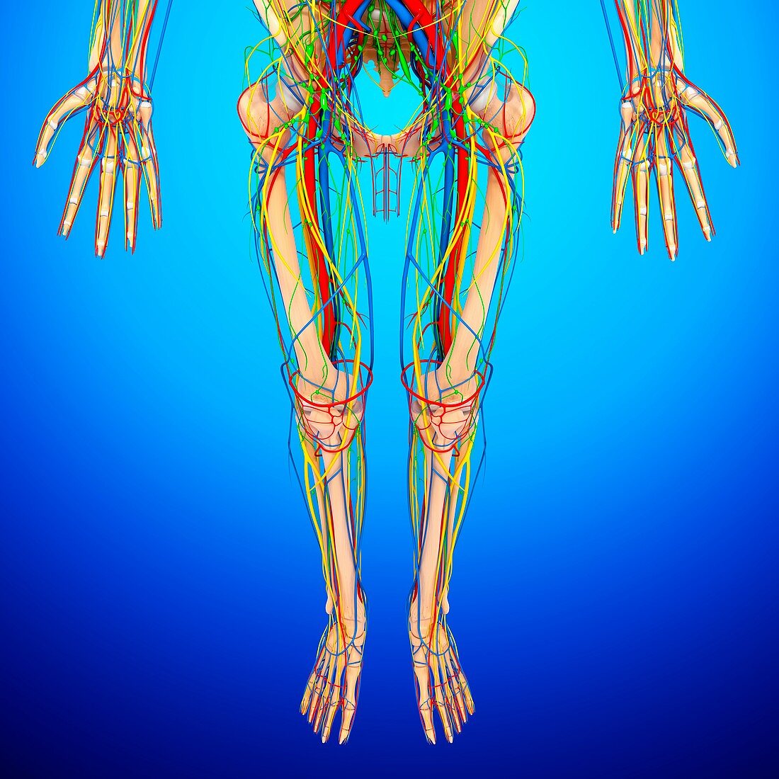 Lower body anatomy,artwork