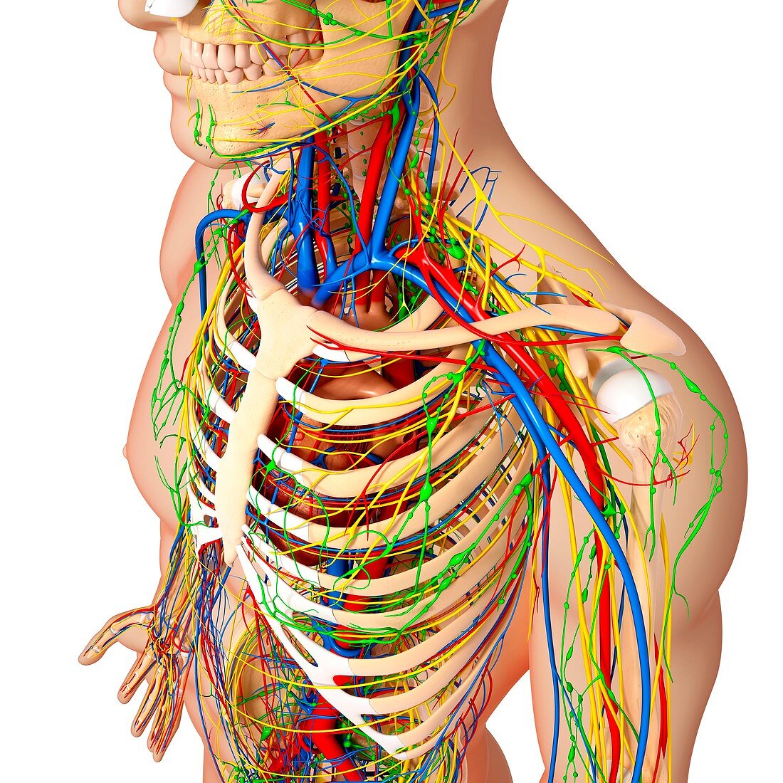 Chest anatomy,artwork