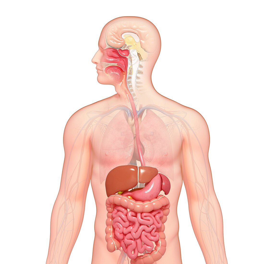 Healthy digestive system,artwork