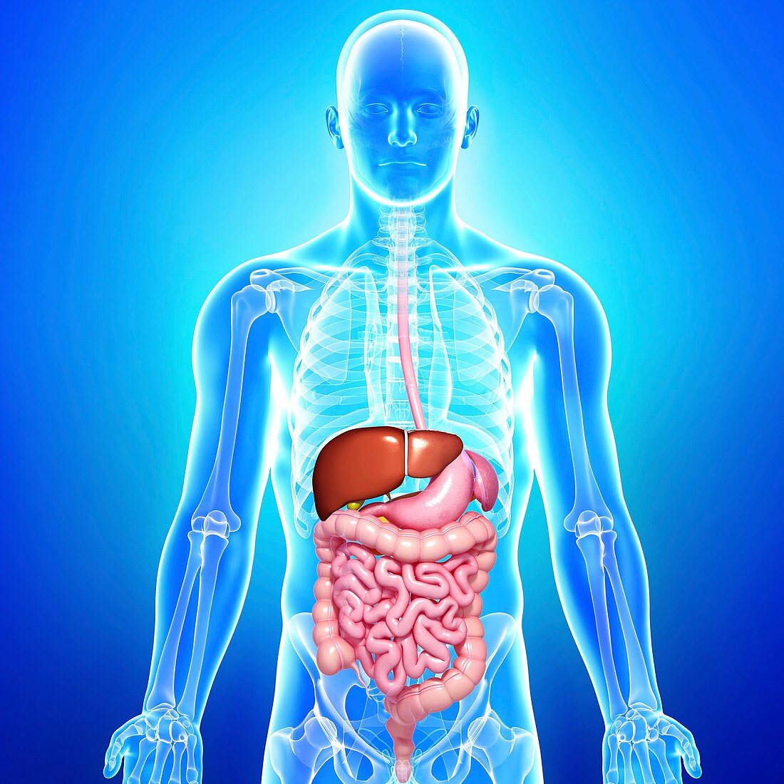 Healthy digestive system,artwork