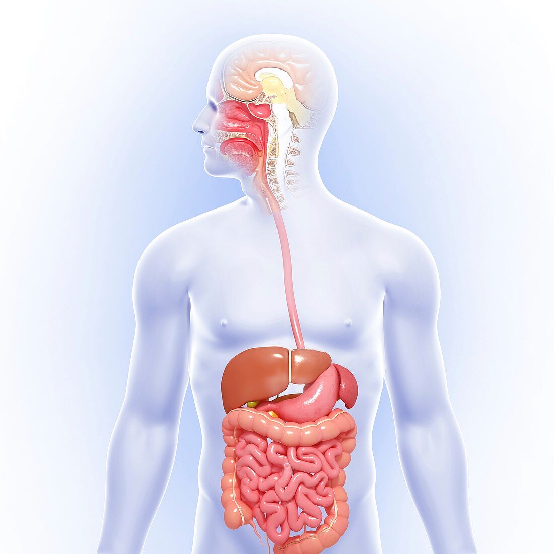 Male digestive system,artwork