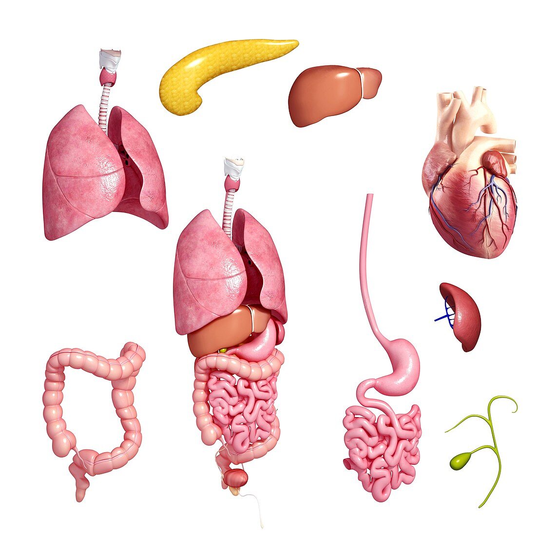 Human organs,artwork