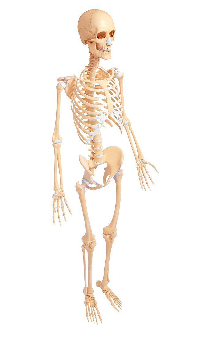 human skeleton anatomy side