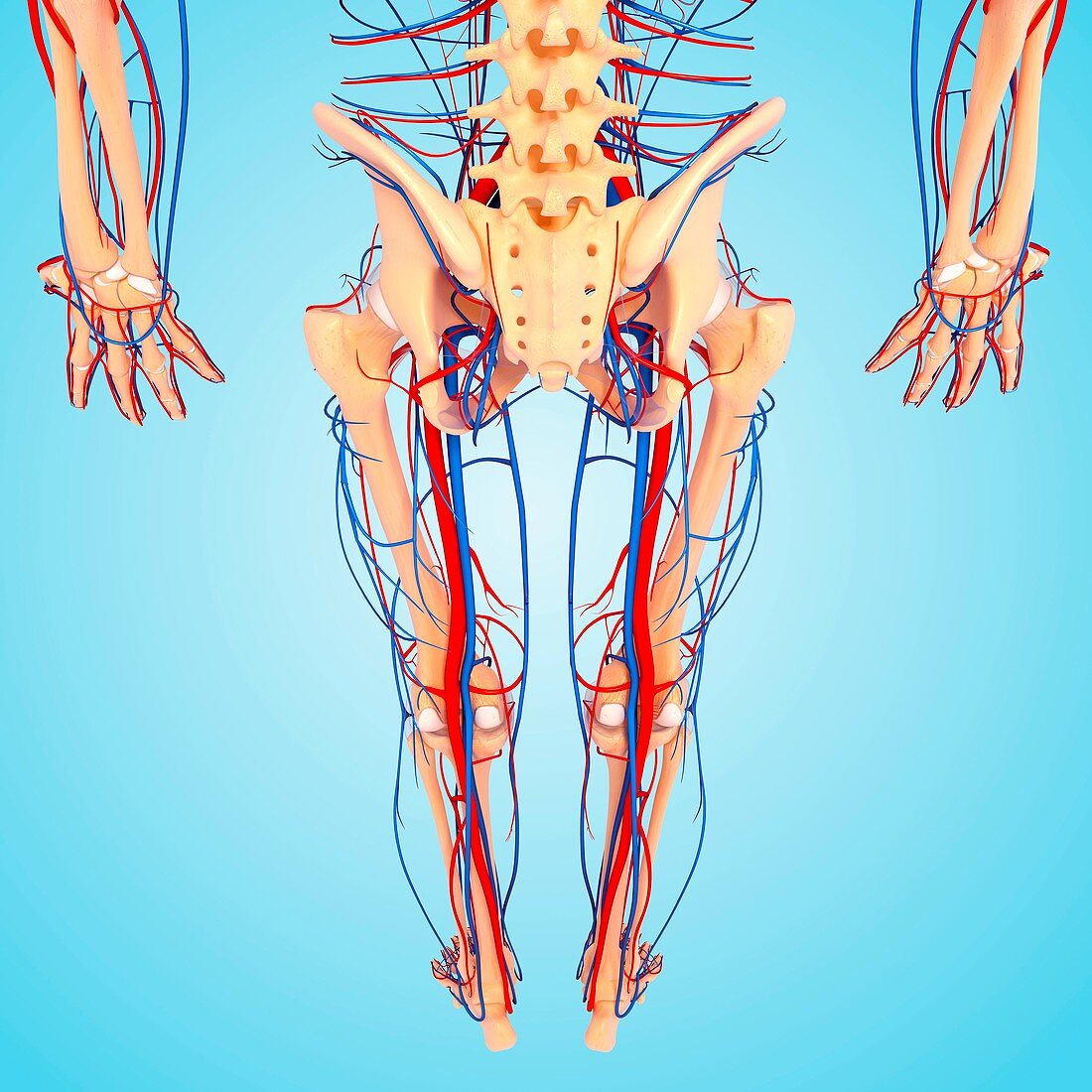 Lower body anatomy,artwork