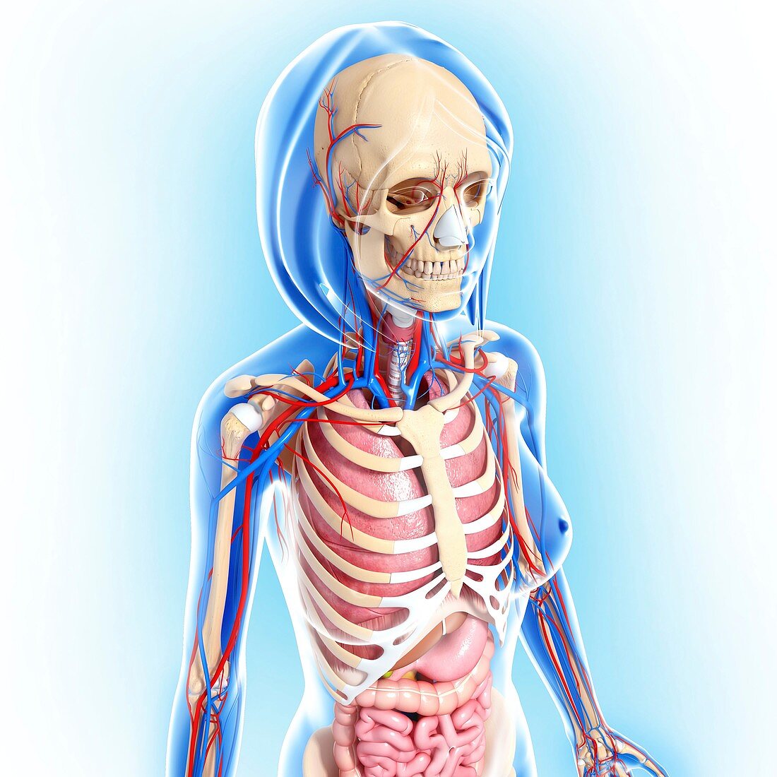 Female anatomy,artwork