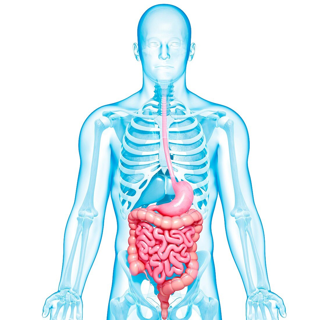 Healthy digestive system,artwork