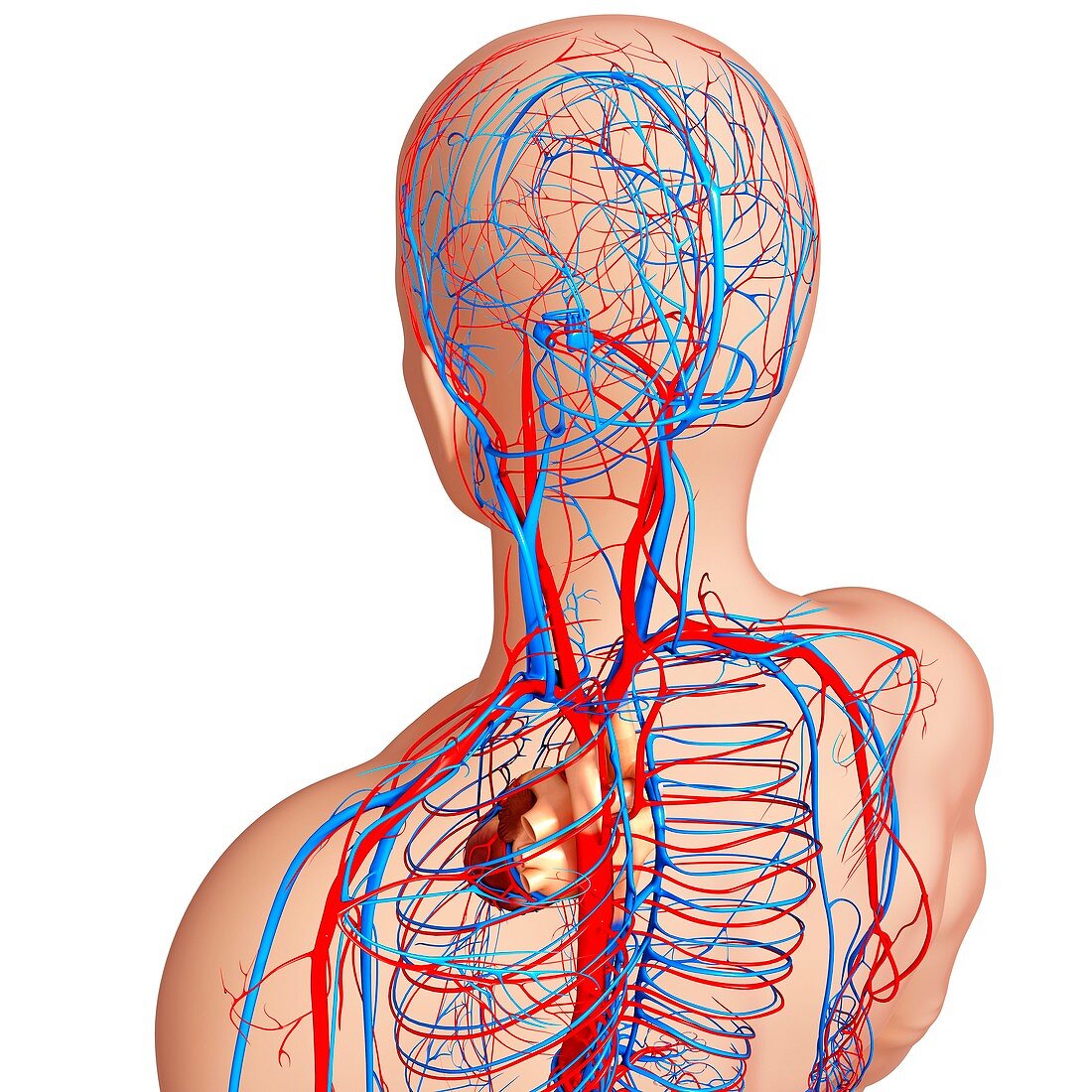 Cardiovascular system,artwork