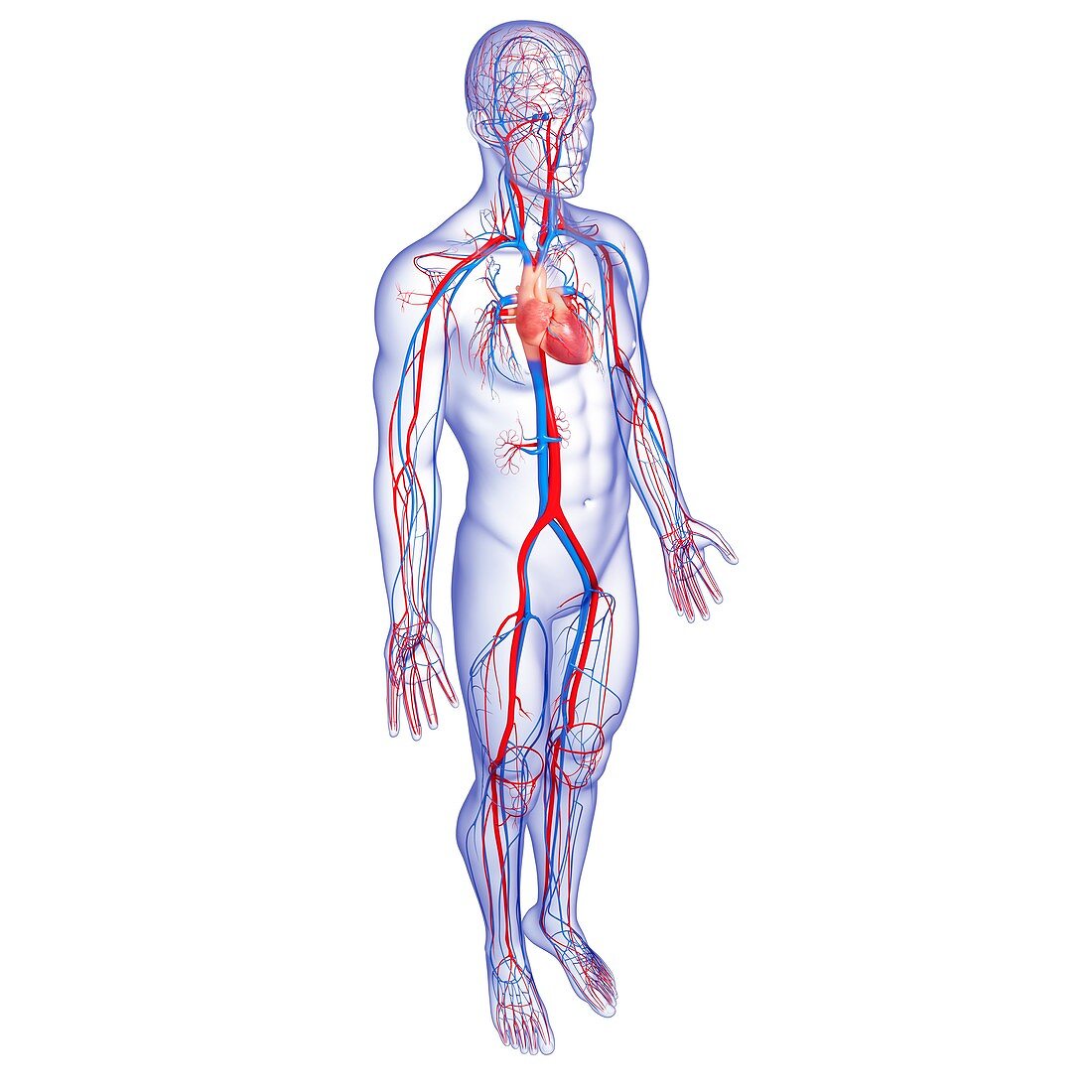 Cardiovascular system,artwork