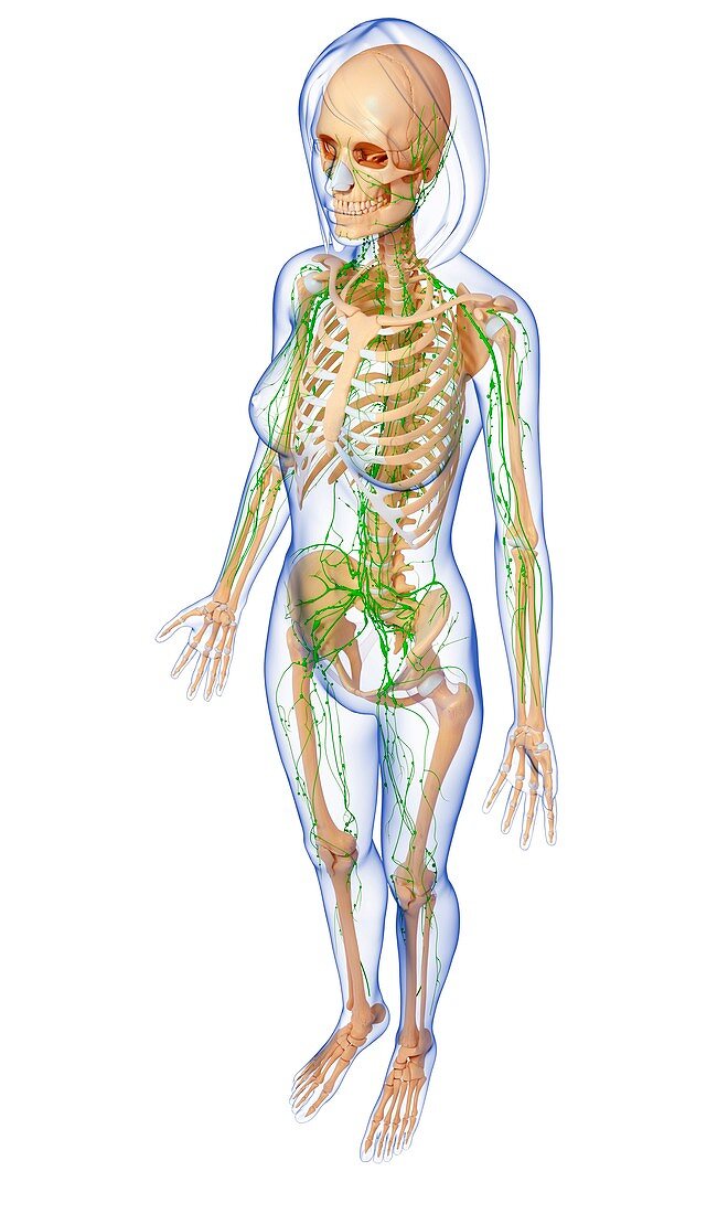 Female lymphatic system,artwork